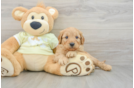 Smart Mini Goldendoodle Poodle Mix Pup
