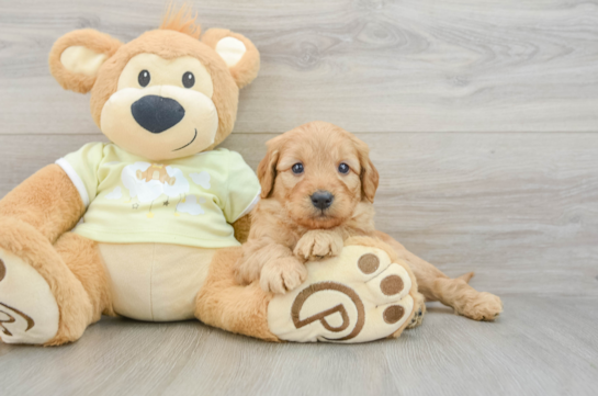 Smart Mini Goldendoodle Poodle Mix Pup