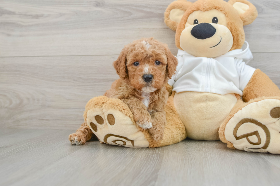 5 week old Mini Goldendoodle Puppy For Sale - Premier Pups