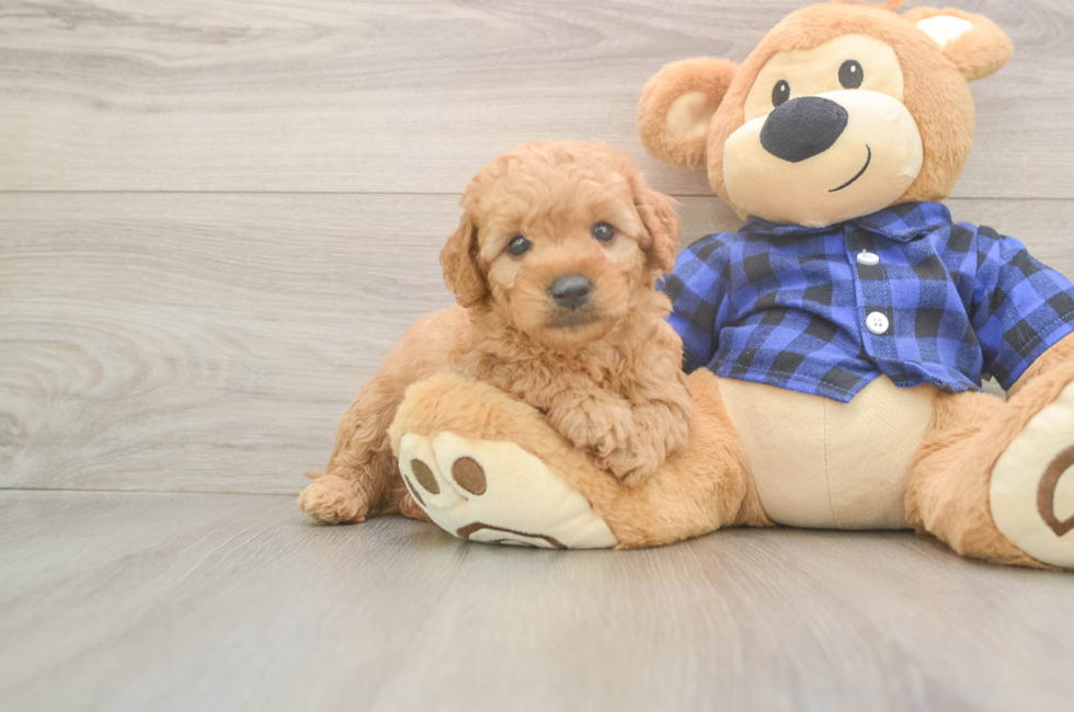 6 week old Mini Goldendoodle Puppy For Sale - Premier Pups