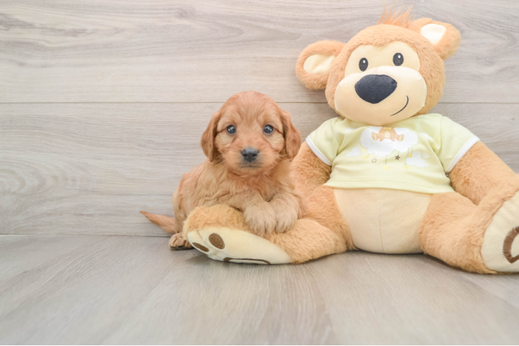 Best Mini Goldendoodle Baby