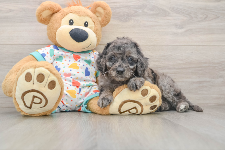 Best Mini Goldendoodle Baby