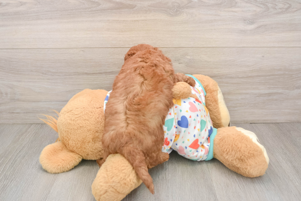 Fluffy Mini Goldendoodle Poodle Mix Pup