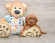 7 week old Mini Goldendoodle Puppy For Sale - Premier Pups