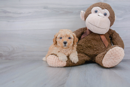 Mini Goldendoodle Pup Being Cute