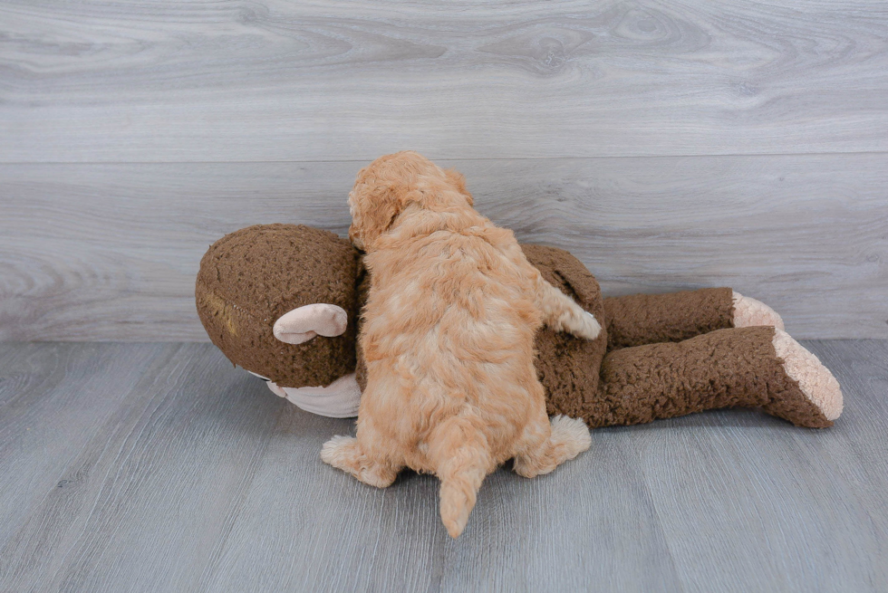 Mini Goldendoodle Pup Being Cute