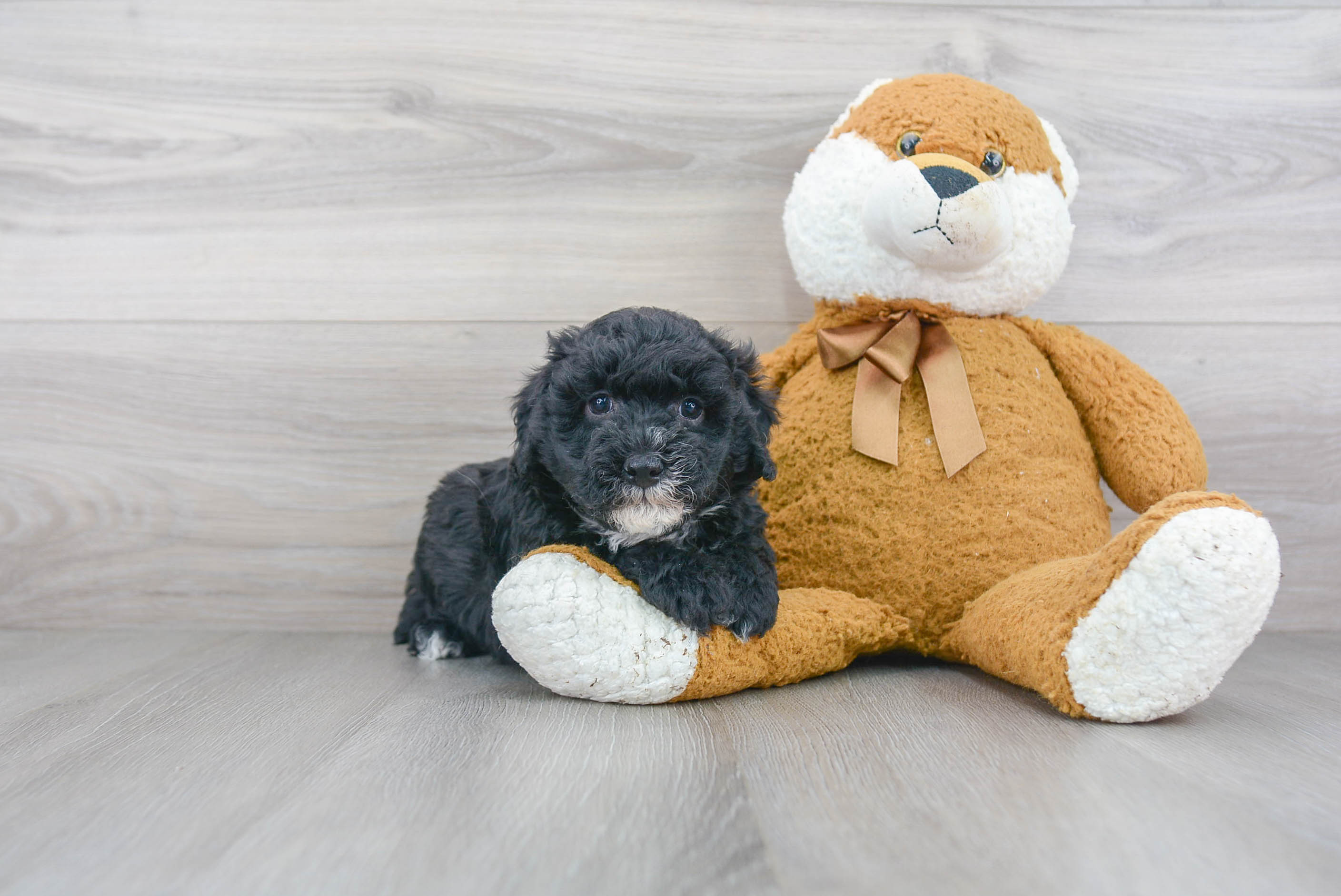 Mini Goldendoodle Puppy for Adoption