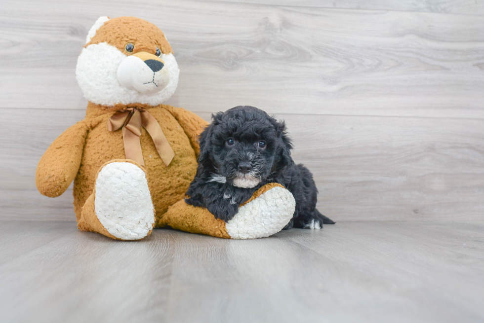 Mini Goldendoodle Pup Being Cute