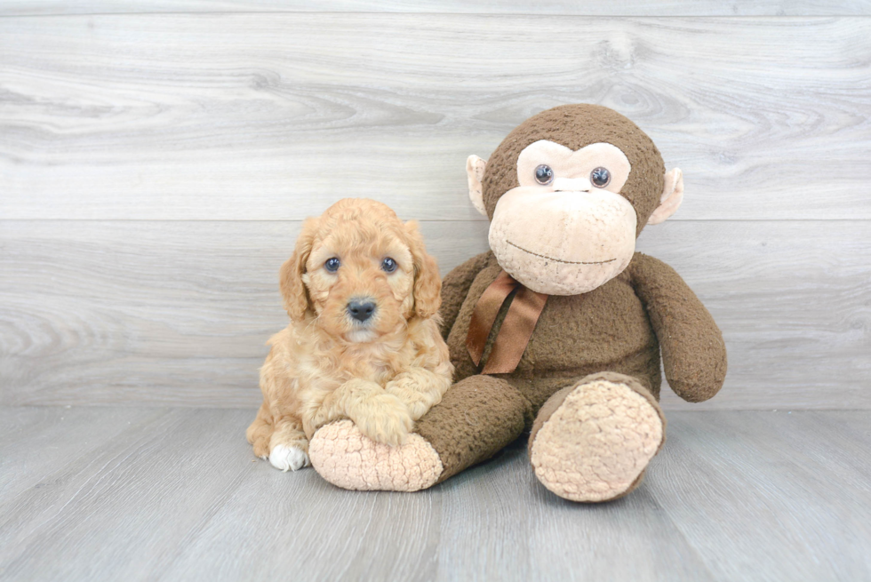 Mini Goldendoodle Puppy for Adoption