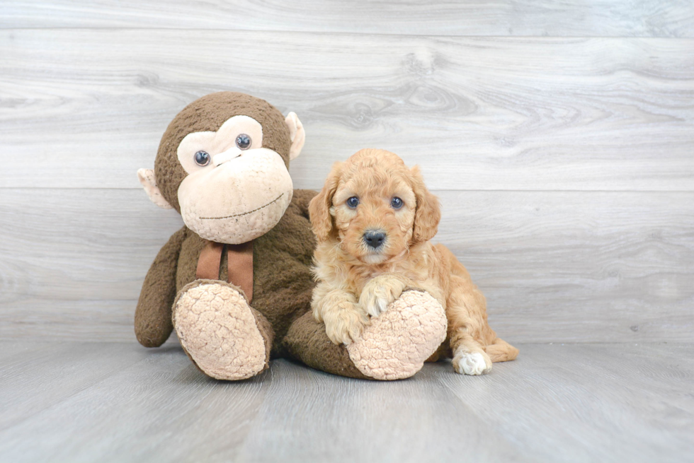 Playful Golden Retriever Poodle Mix Puppy