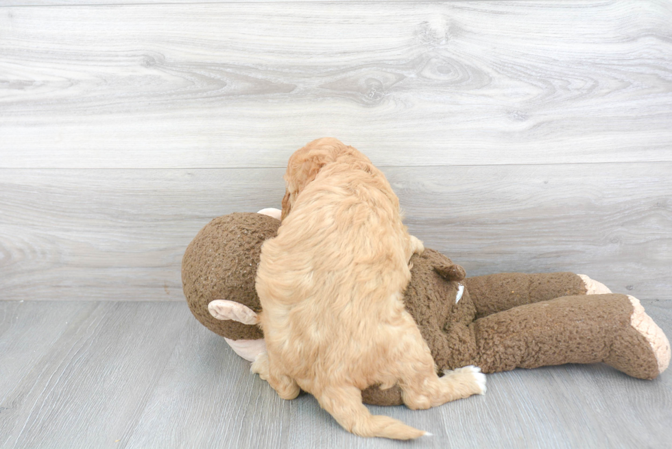 Little Golden Retriever Poodle Mix Puppy