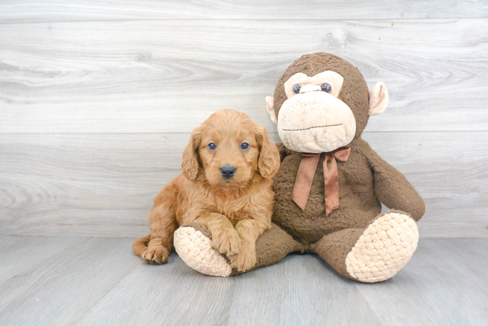 Mini Goldendoodle Puppy for Adoption