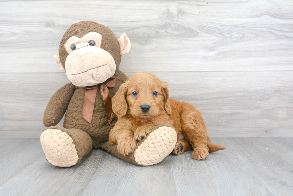 Mini Goldendoodle Puppy for Adoption