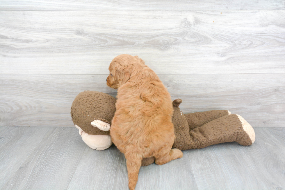 Fluffy Mini Goldendoodle Poodle Mix Pup