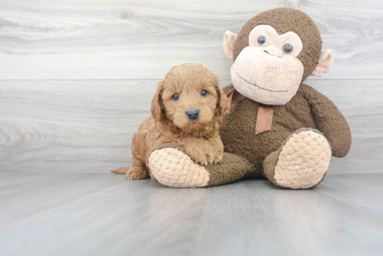 Sweet Mini Goldendoodle Baby