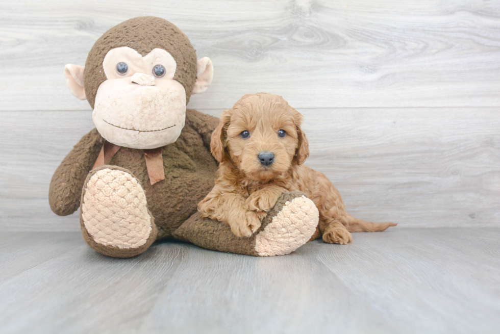 Best Mini Goldendoodle Baby