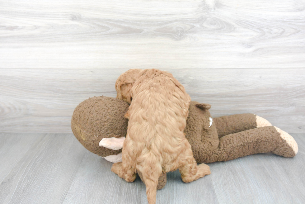 Best Mini Goldendoodle Baby