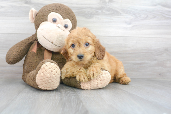 Popular Mini Goldendoodle Poodle Mix Pup