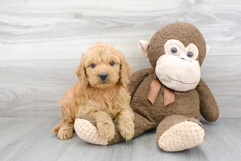 Playful Golden Retriever Poodle Mix Puppy