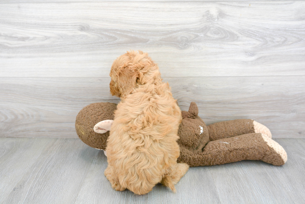 Mini Goldendoodle Pup Being Cute