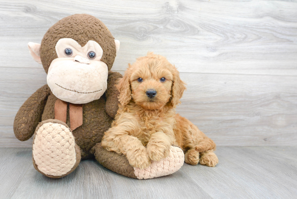 Best Mini Goldendoodle Baby