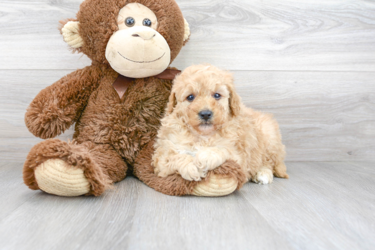 Energetic Golden Retriever Poodle Mix Puppy