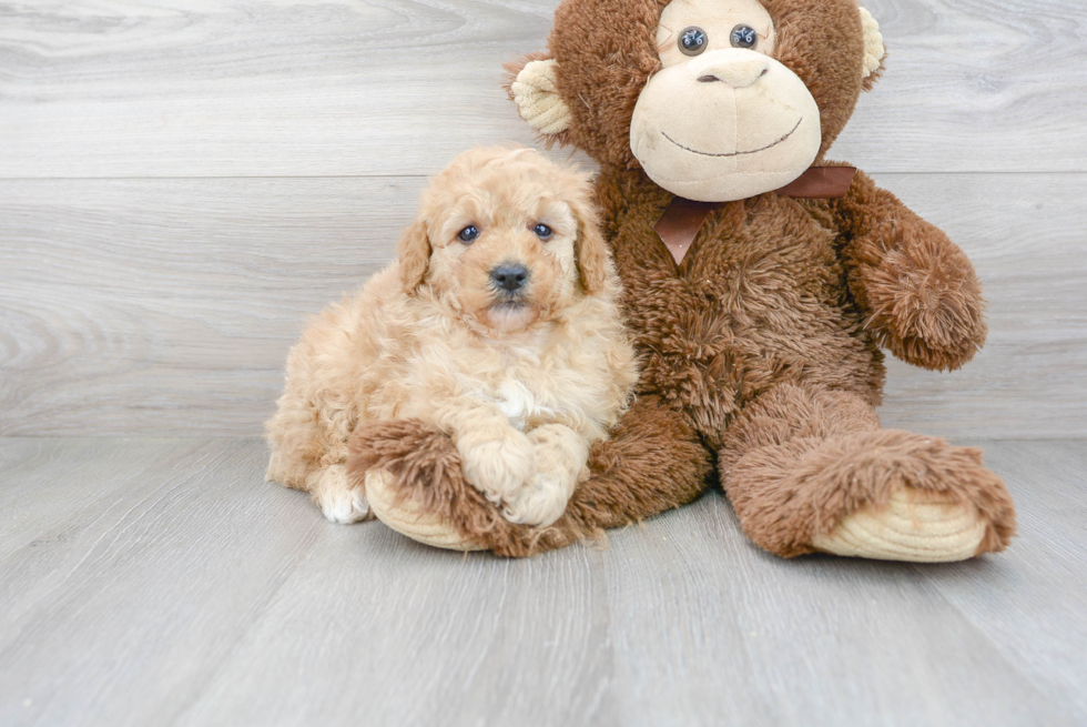 Best Mini Goldendoodle Baby