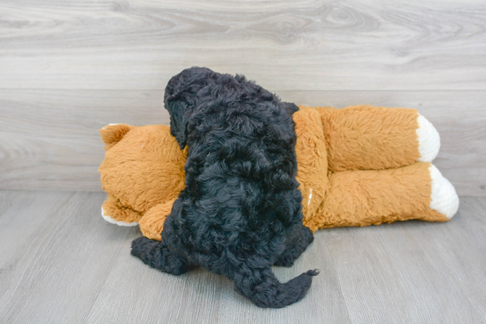 Cute Golden Retriever Poodle Mix Puppy
