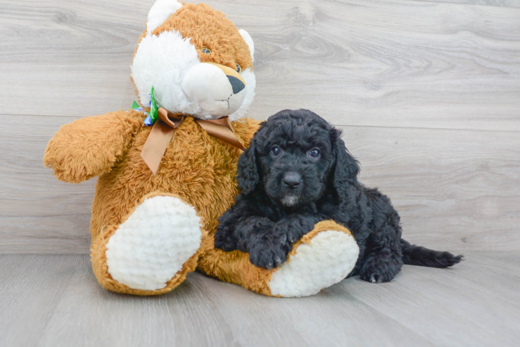 Cute Golden Retriever Poodle Mix Puppy