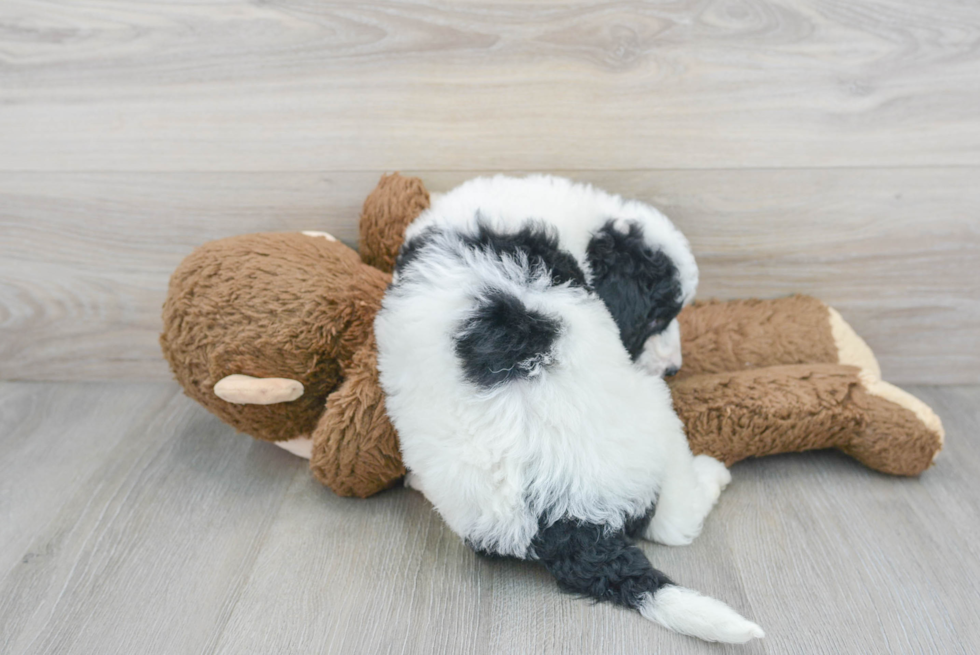 Mini Goldendoodle Pup Being Cute