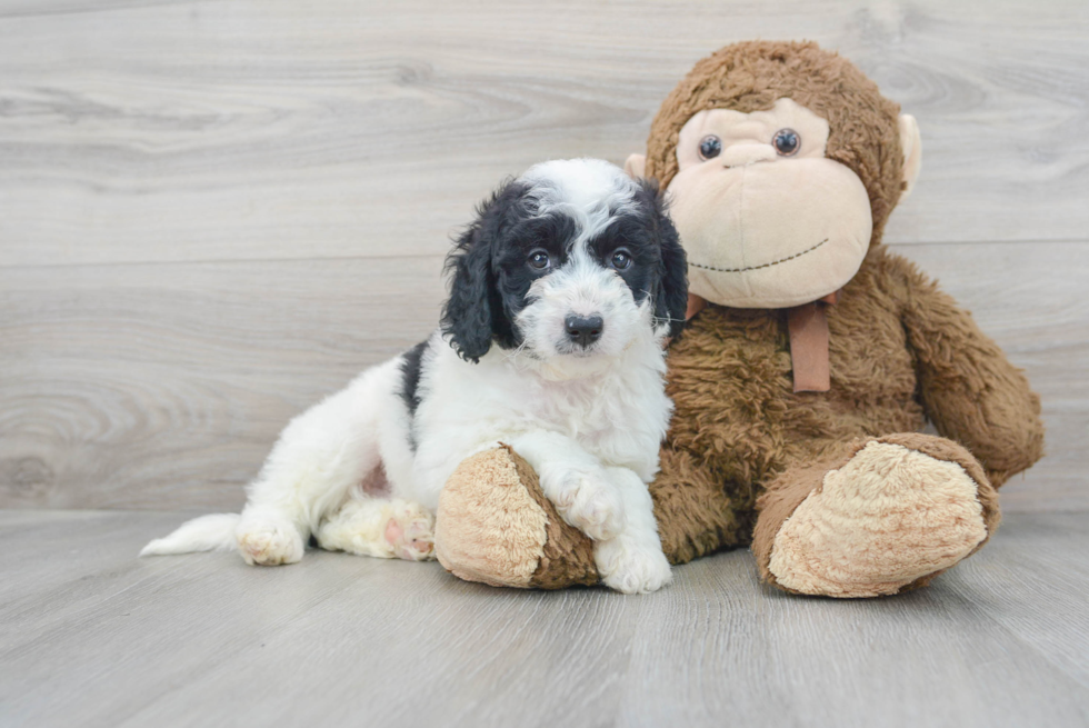 Mini Goldendoodle Pup Being Cute