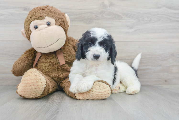 Mini Goldendoodle Pup Being Cute