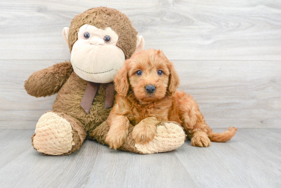 Little Golden Retriever Poodle Mix Puppy