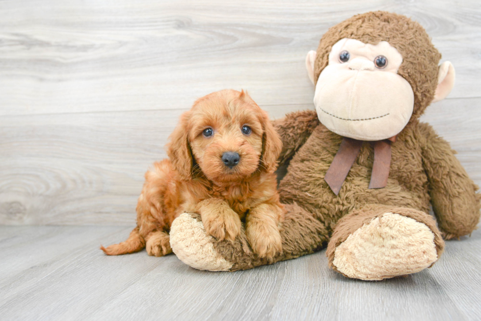 Mini Goldendoodle Puppy for Adoption