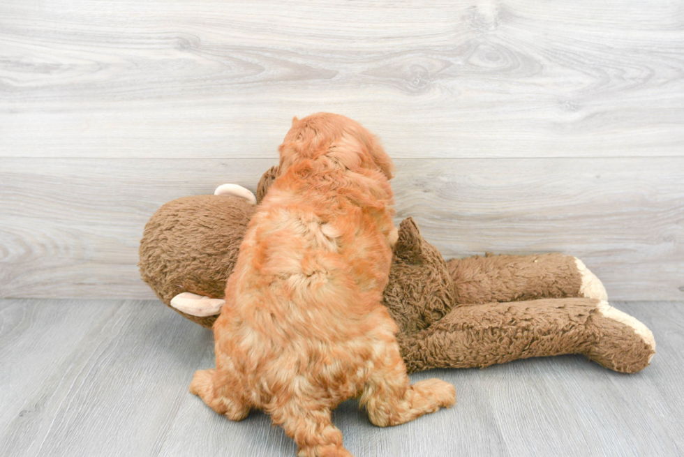 Cute Mini Goldendoodle Baby