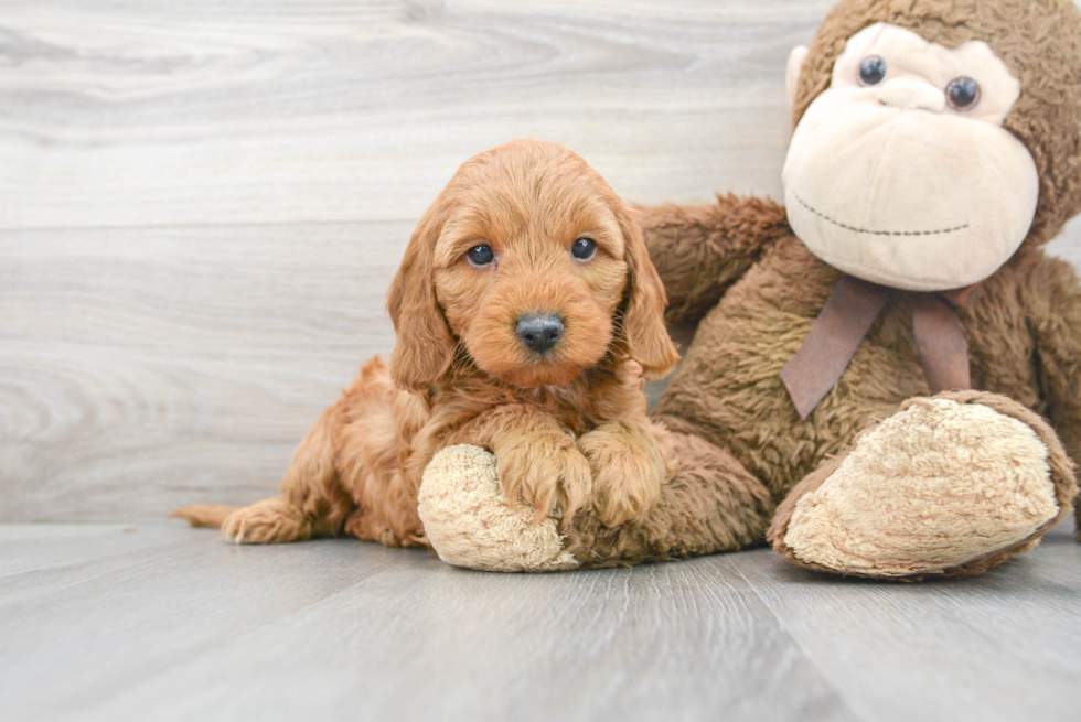 Mini Goldendoodle Puppy for Adoption