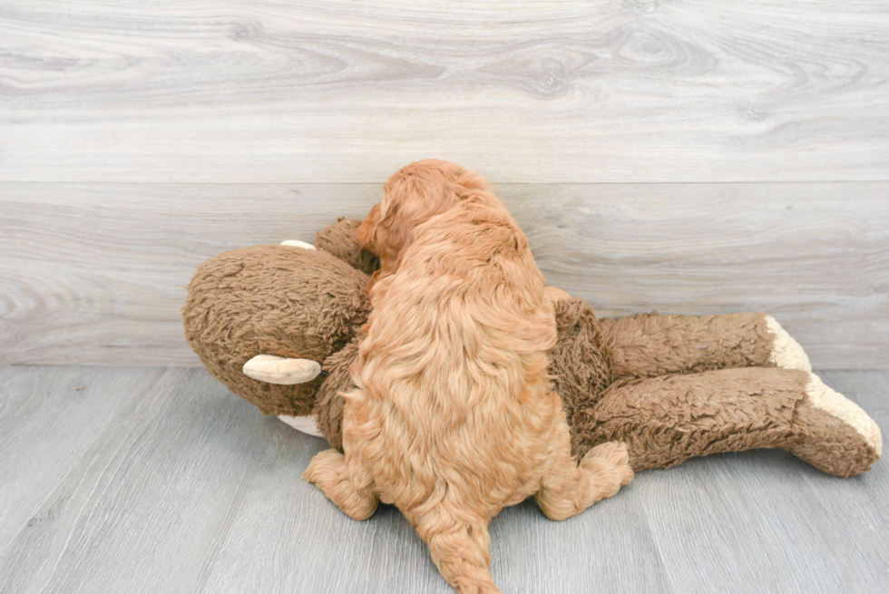 Playful Golden Retriever Poodle Mix Puppy