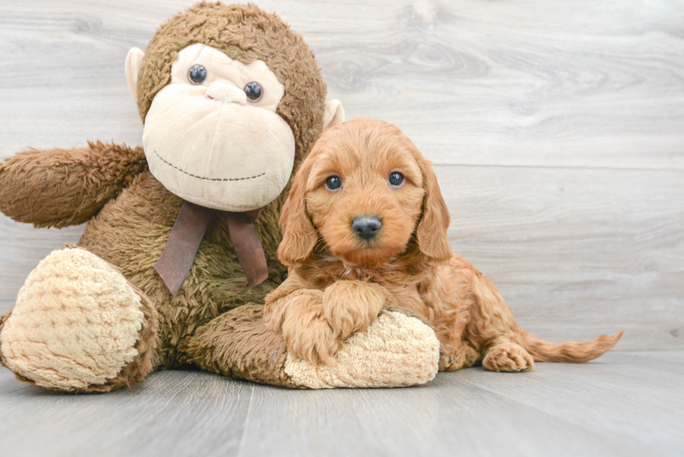 Playful Golden Retriever Poodle Mix Puppy