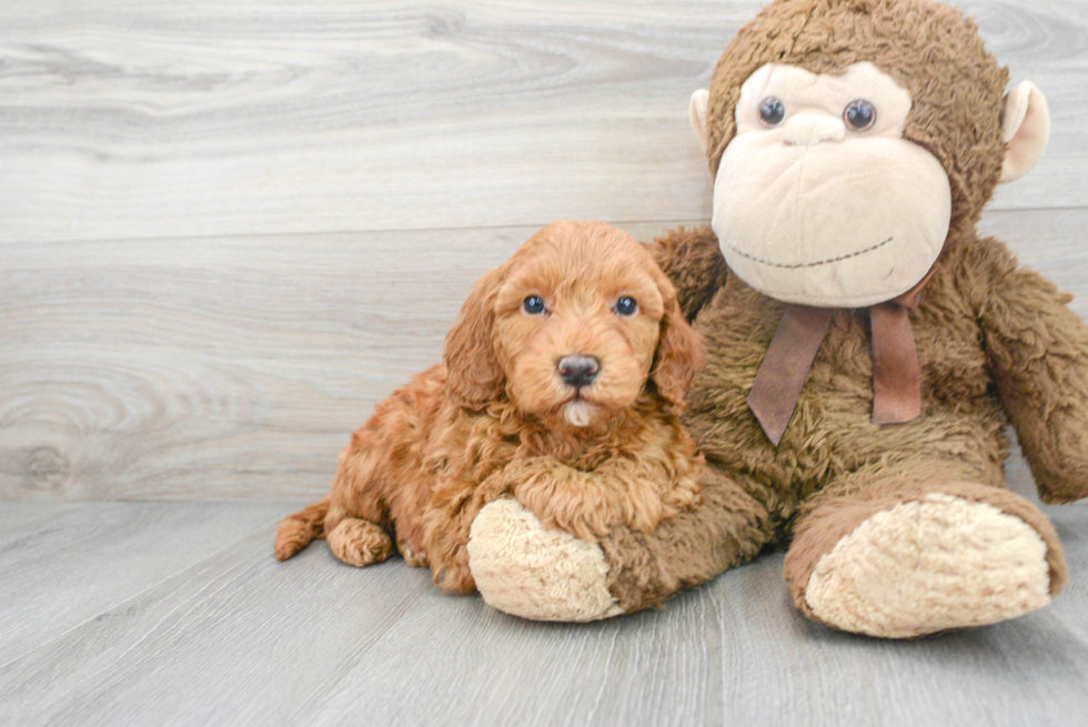 Mini Goldendoodle Puppy for Adoption