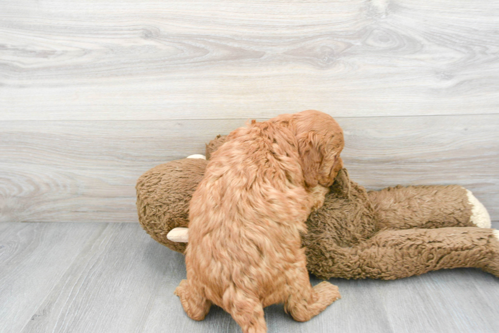 Mini Goldendoodle Pup Being Cute