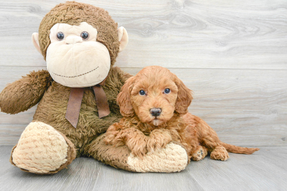 Best Mini Goldendoodle Baby