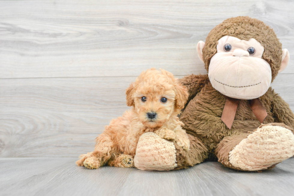 Small Mini Goldendoodle Baby