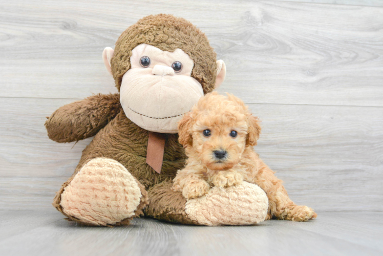 Mini Goldendoodle Pup Being Cute