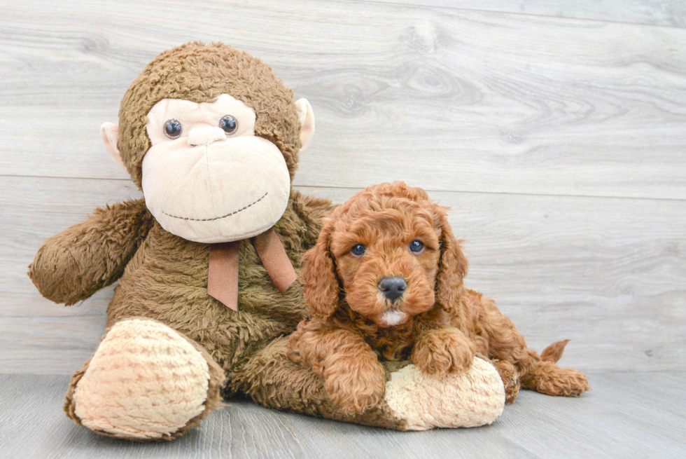 Best Mini Goldendoodle Baby