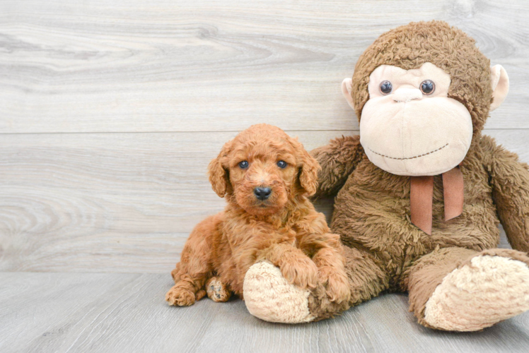 Happy Mini Goldendoodle Baby