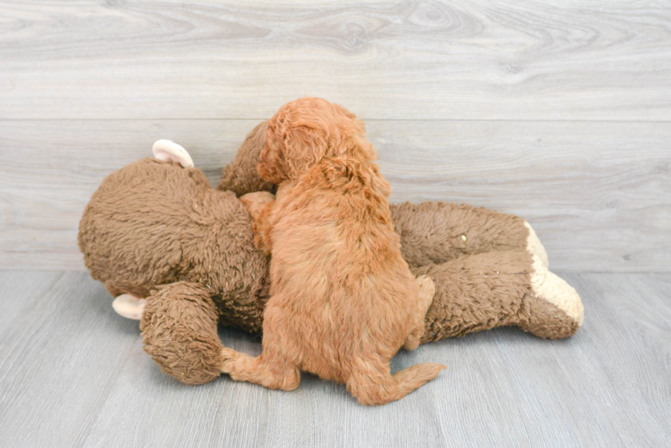 Energetic Golden Retriever Poodle Mix Puppy