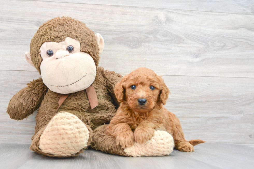 Friendly Mini Goldendoodle Baby