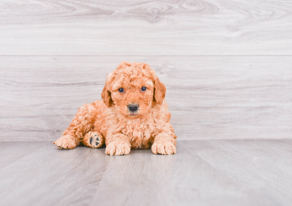 Popular Mini Goldendoodle Poodle Mix Pup