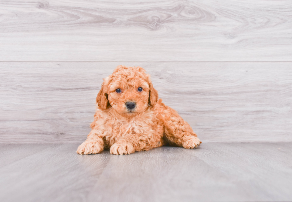 Small Mini Goldendoodle Baby