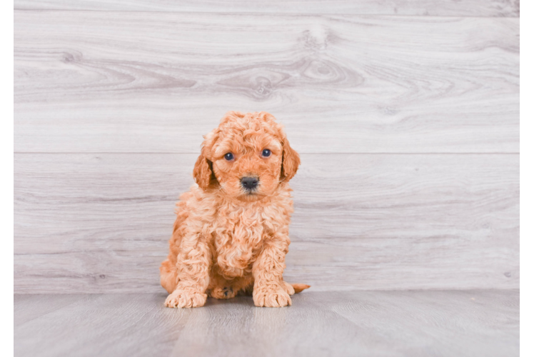 Petite Mini Goldendoodle Poodle Mix Pup